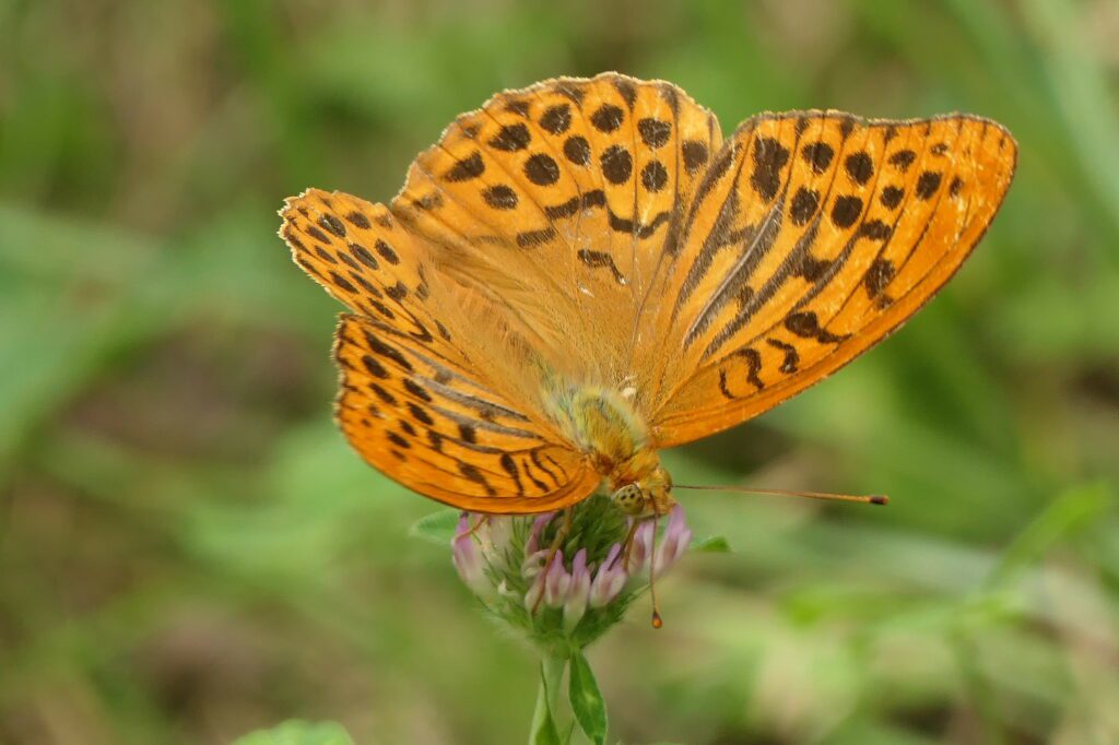 Tabac d’Espagne (Argynnis paphia)