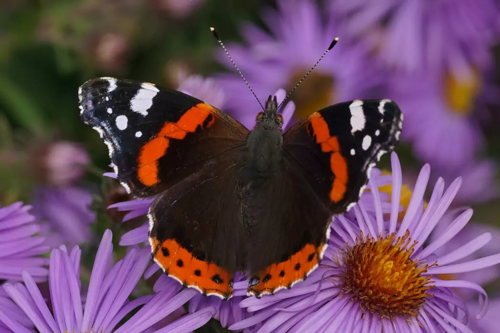 Vulcain (Vanessa atalanta)