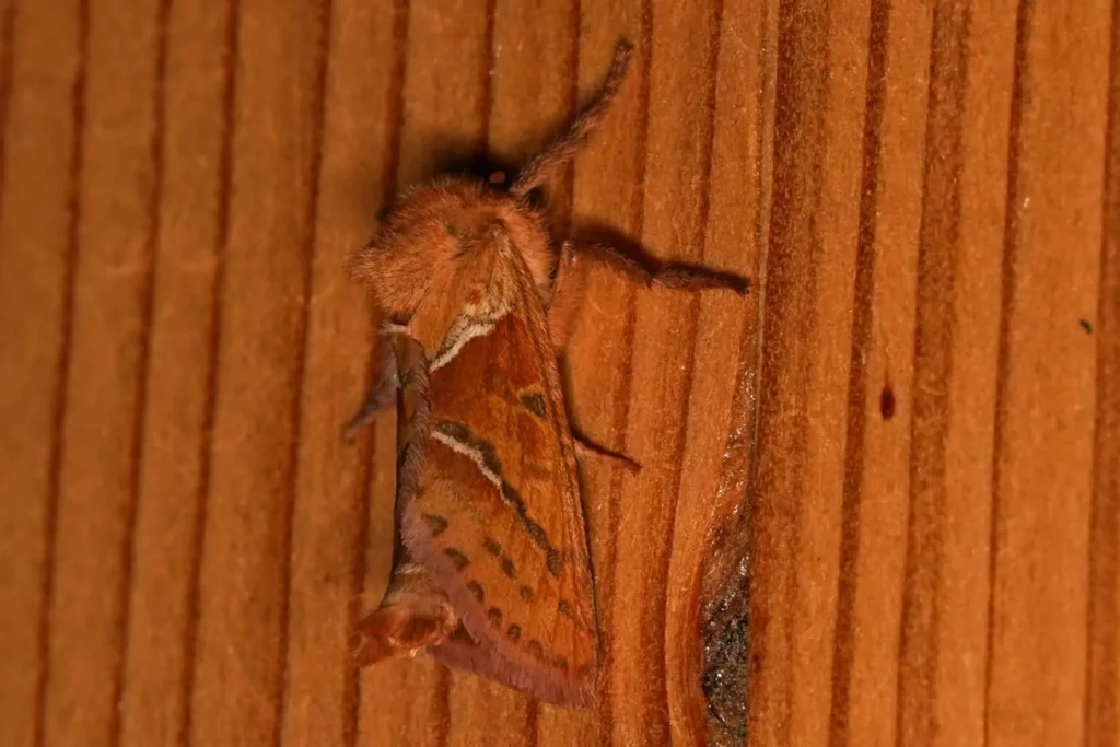 Sylvine (Triodia sylvina)