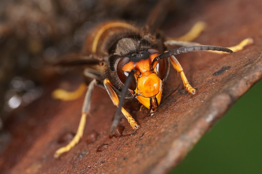 Frelon asiatique (Vespa velutina)