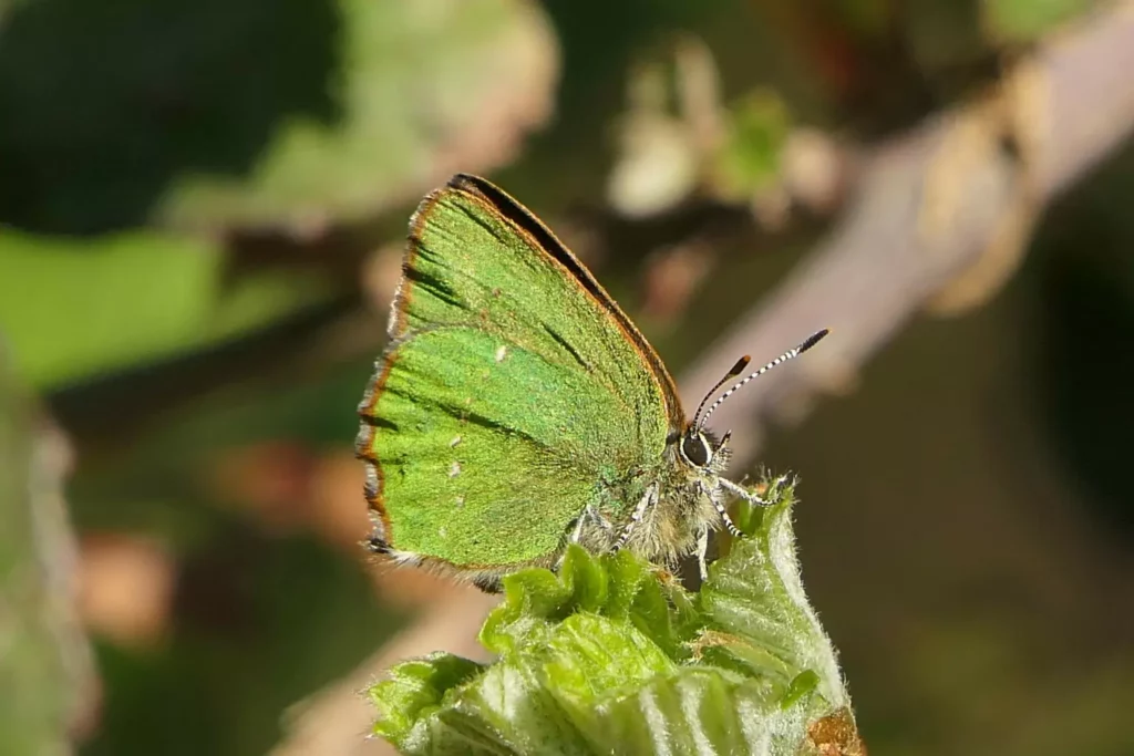 Thécle de la ronce (Callophrys rubi)