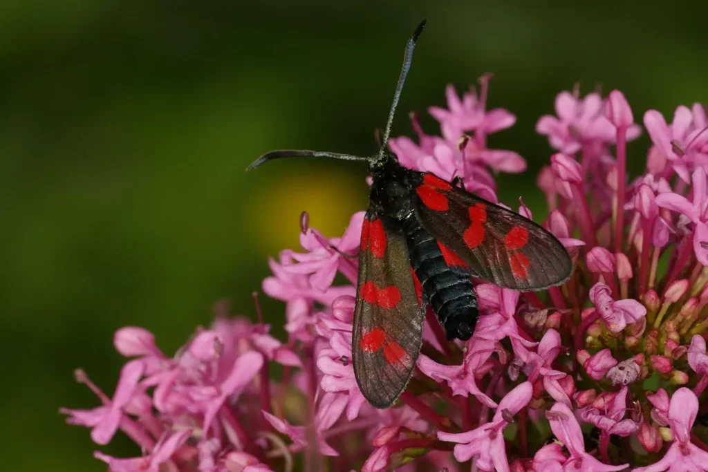 Zygène de la filipendule (Zygaena filipendulae)
