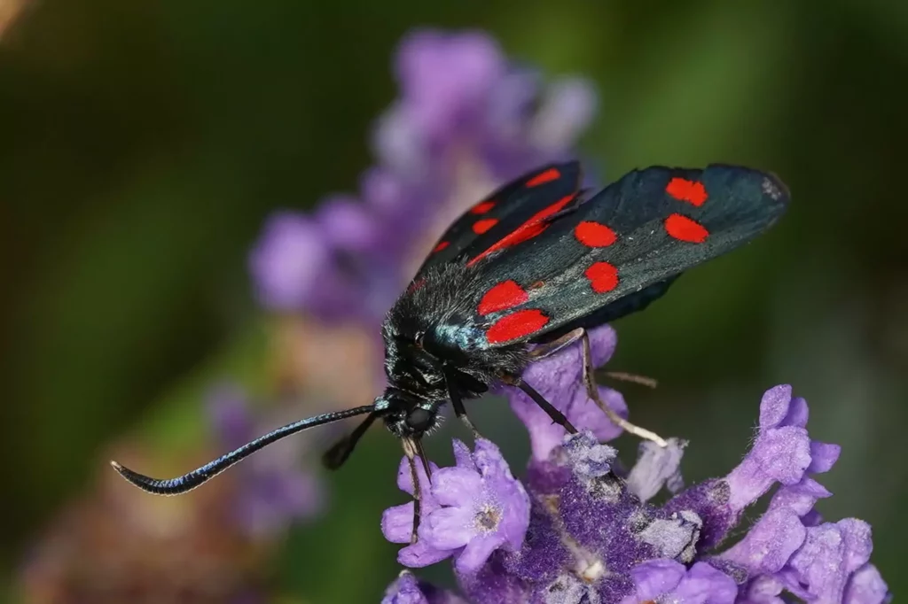 Zygène transalpine (Zygaena transalpina)