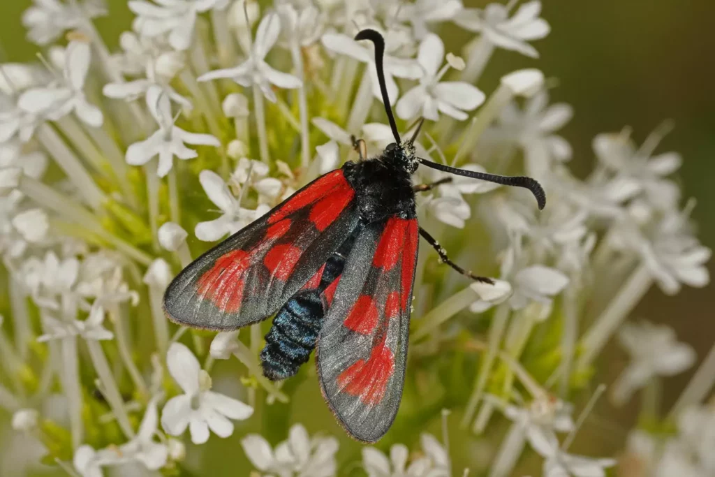 Zygène du lotier (Zygaena loti)