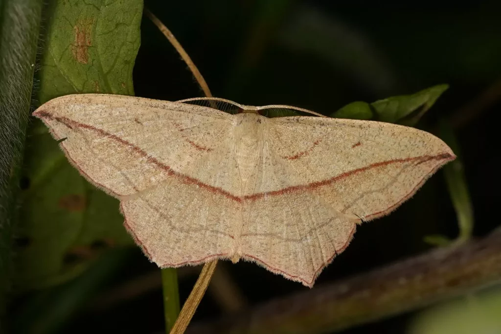 Timandre aimée (Timandra comae)