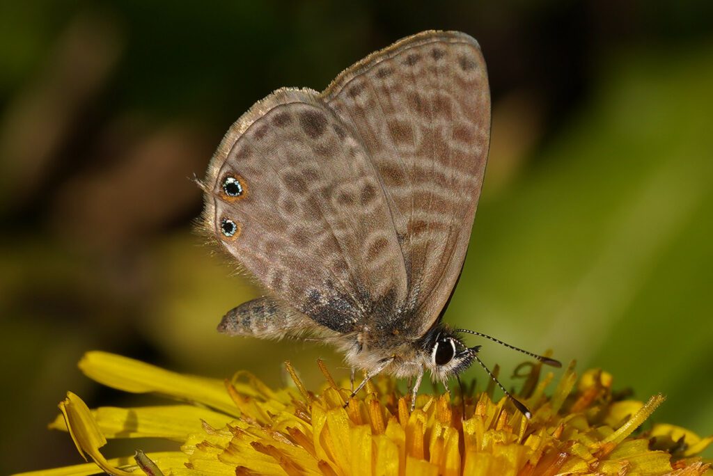 Petit Azuré porte-queue (Leptotes pirithous)