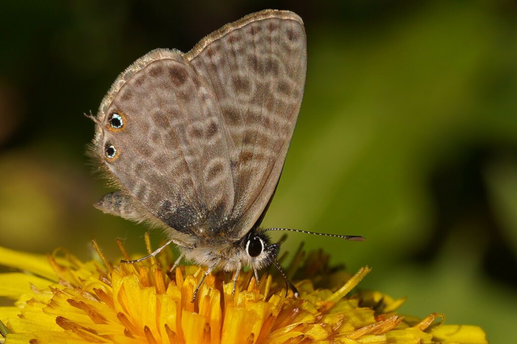 Azuré de la luzerne (Leptotes pirithous)