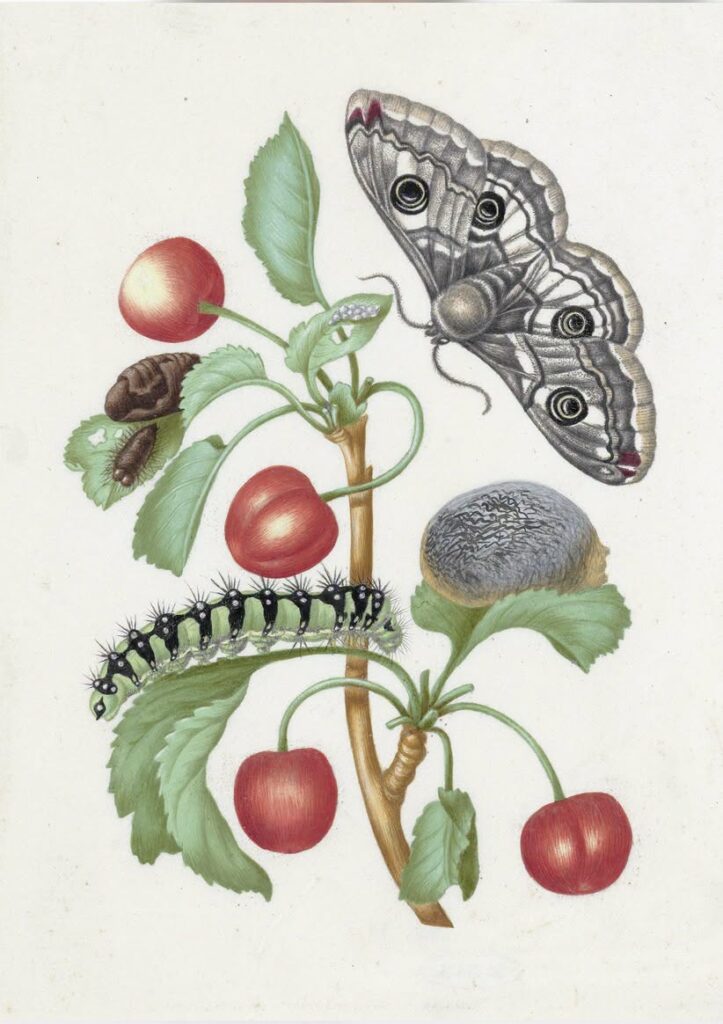 Métamorphose d'un petit papillon empereur par Maria Sibylla Merian,