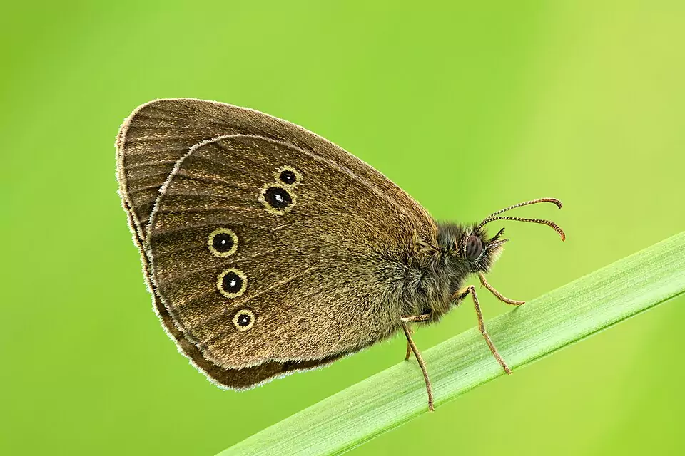 Tristan (Aphantopus hyperantus)