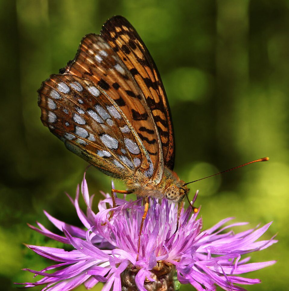 Moyen Nacré (Fabriciana adippe)
