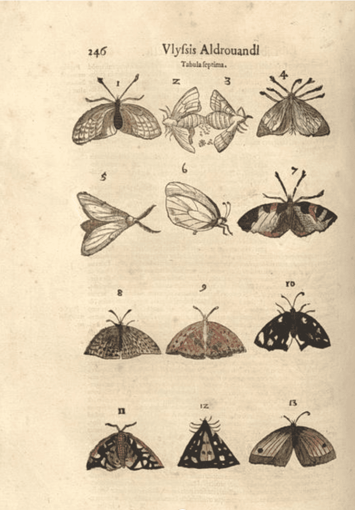 De animalibus insectis Aldrovandi 1602