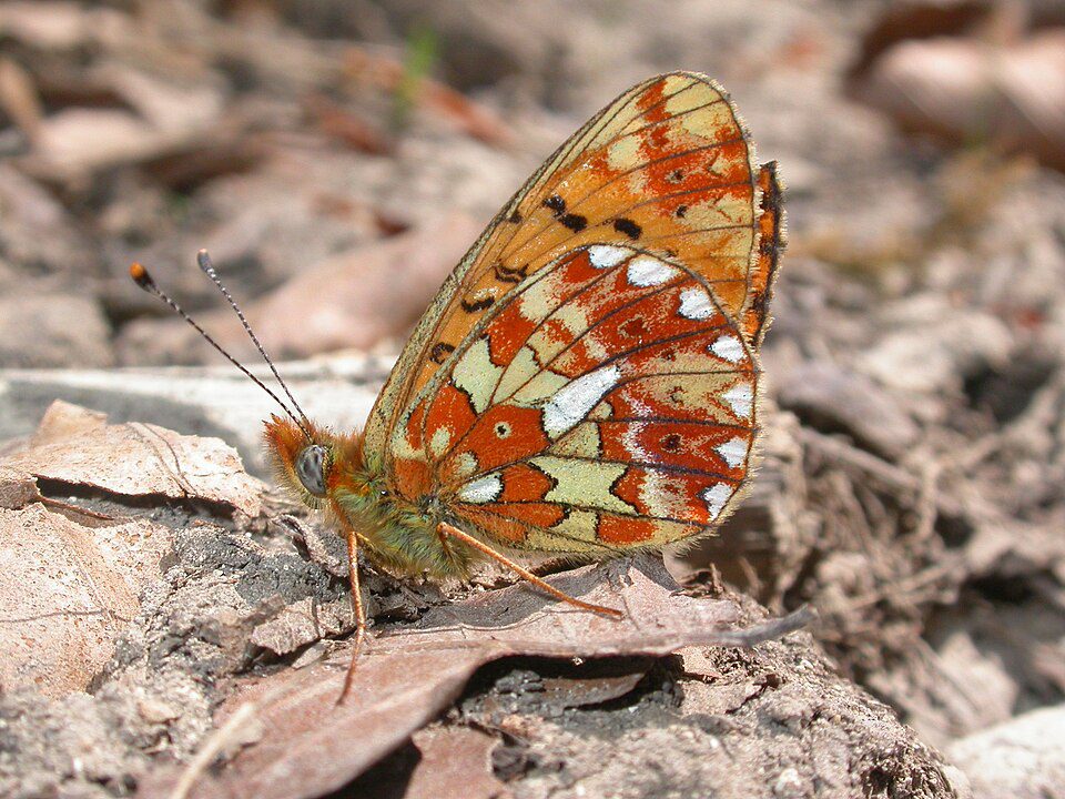 Grand Collier argenté (Boloria euphrosyne)
