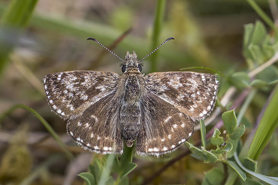 Point-de-Hongrie (Erynnis tages)