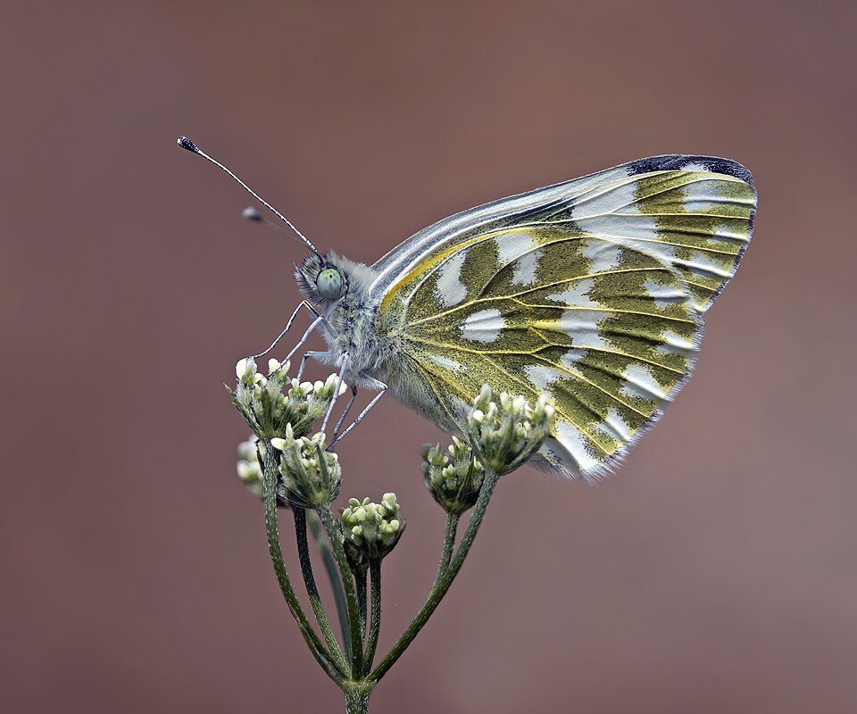 Marbré-de-vert (Pontia daplidice)