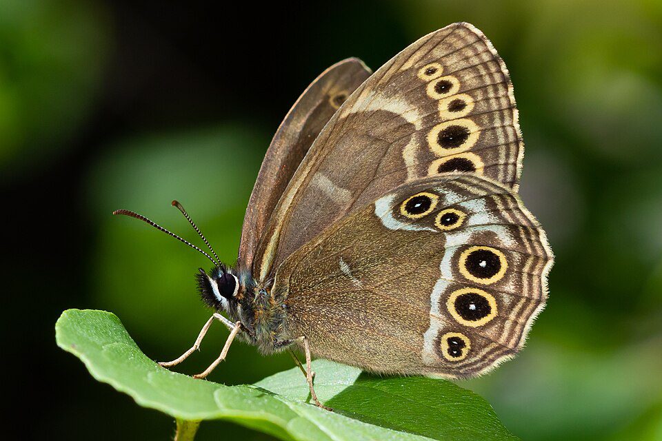 Bacchante (Lopinga achine)