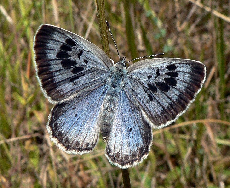 Azuré du serpolet (Phengaris arion ) 