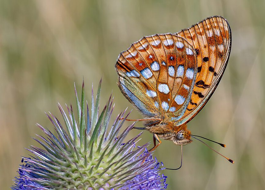 Petit Collier argenté (Boloria selene)