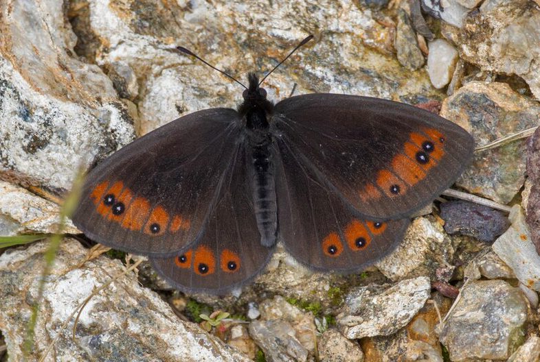 Moiré des fétuques (Erebia meolans)