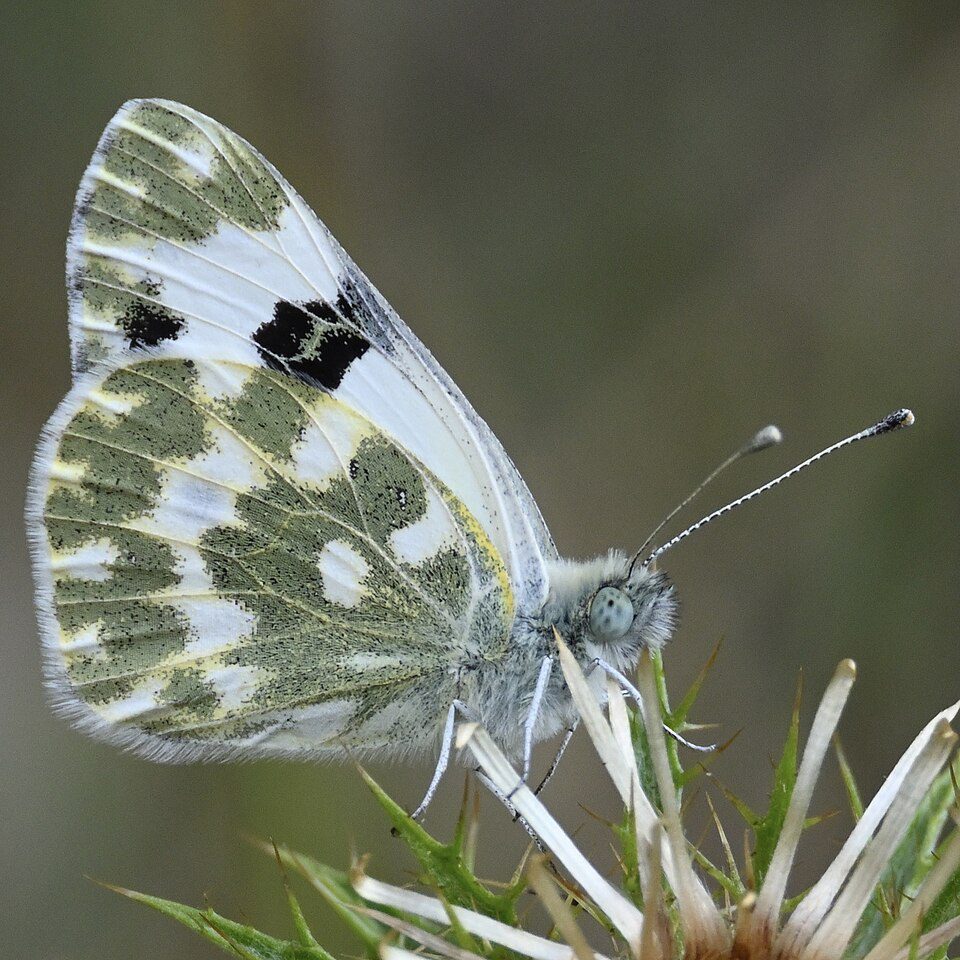 Marbré-de-vert (Pontia daplidice) 